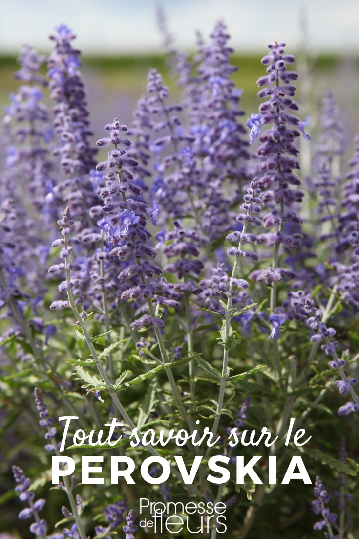 Perovskia, Afghan Sage - Everything You Need to Know Perovskia, Afghan Sage - Everything You Need to Know