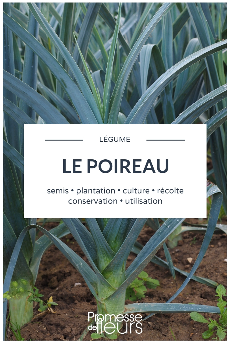 Leek Cultivation, Sowing, and Planting