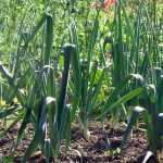 Leeks: to sow, to plant, to grow, to harvest