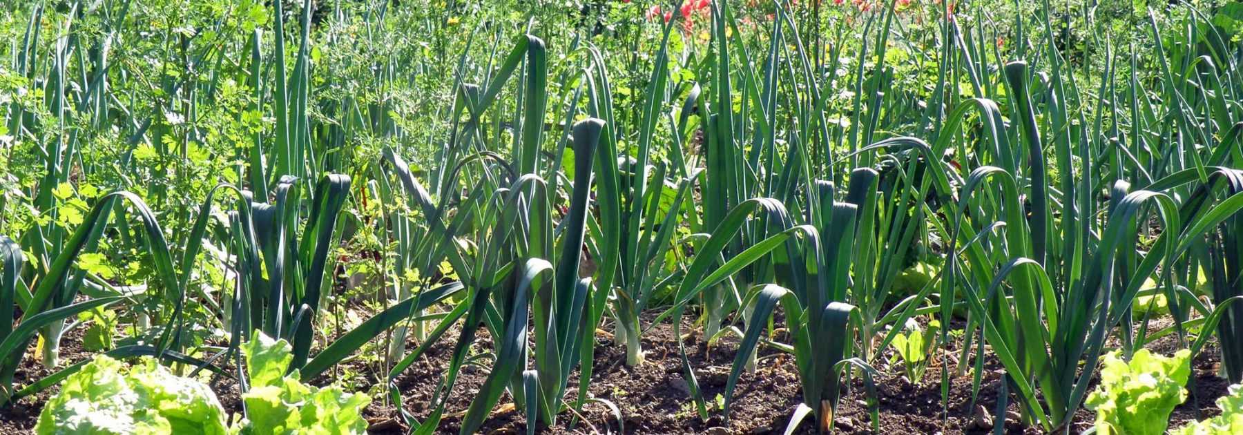 Leeks: to sow, to plant, to grow, to harvest