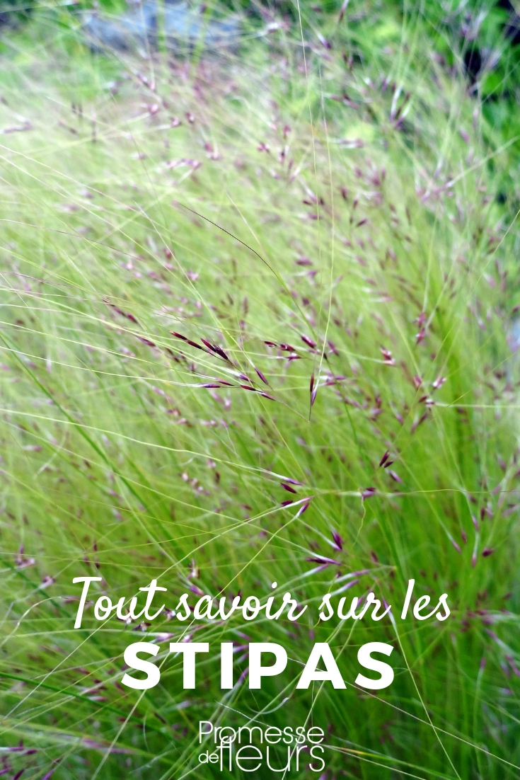 Stipa, Angel Hair: Everything You Need to Know