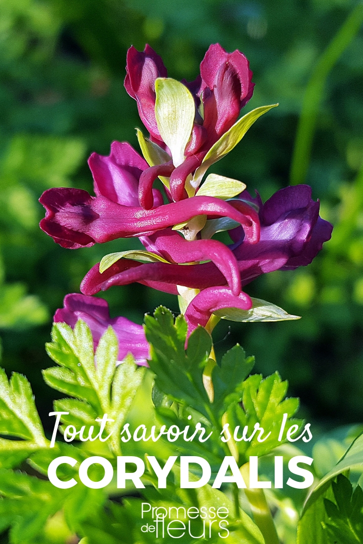 Corydalis - Planting, Cultivating, and Maintaining Corydalis: Planting, Cultivation, and Care - Tips