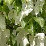 Handkerchief tree, <em>Davidia</em>: planting, pruning, care