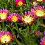 <em>Delosperma</em>, perennial purslane: plant and grow