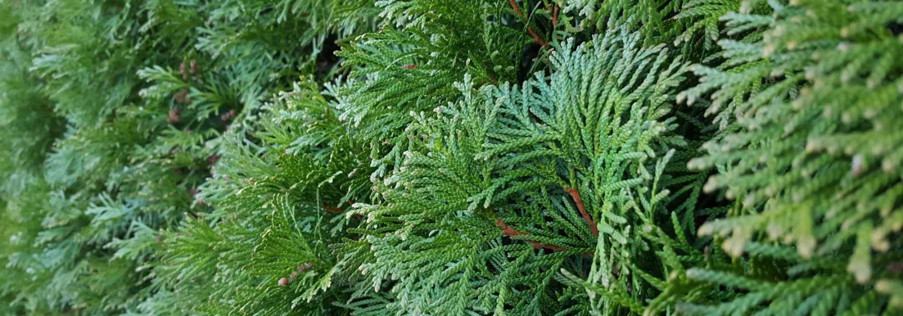 Fast-growing hedge: 10 shrubs for quick growth hedge