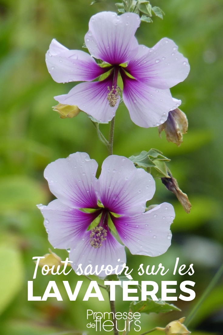 Lavatera - Planting, Pruning, and Maintenance Lavatera, Mallow: Gardening Tips