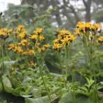 <em>Ligularia</em>, ligulaire: to plant, to grow and to care for