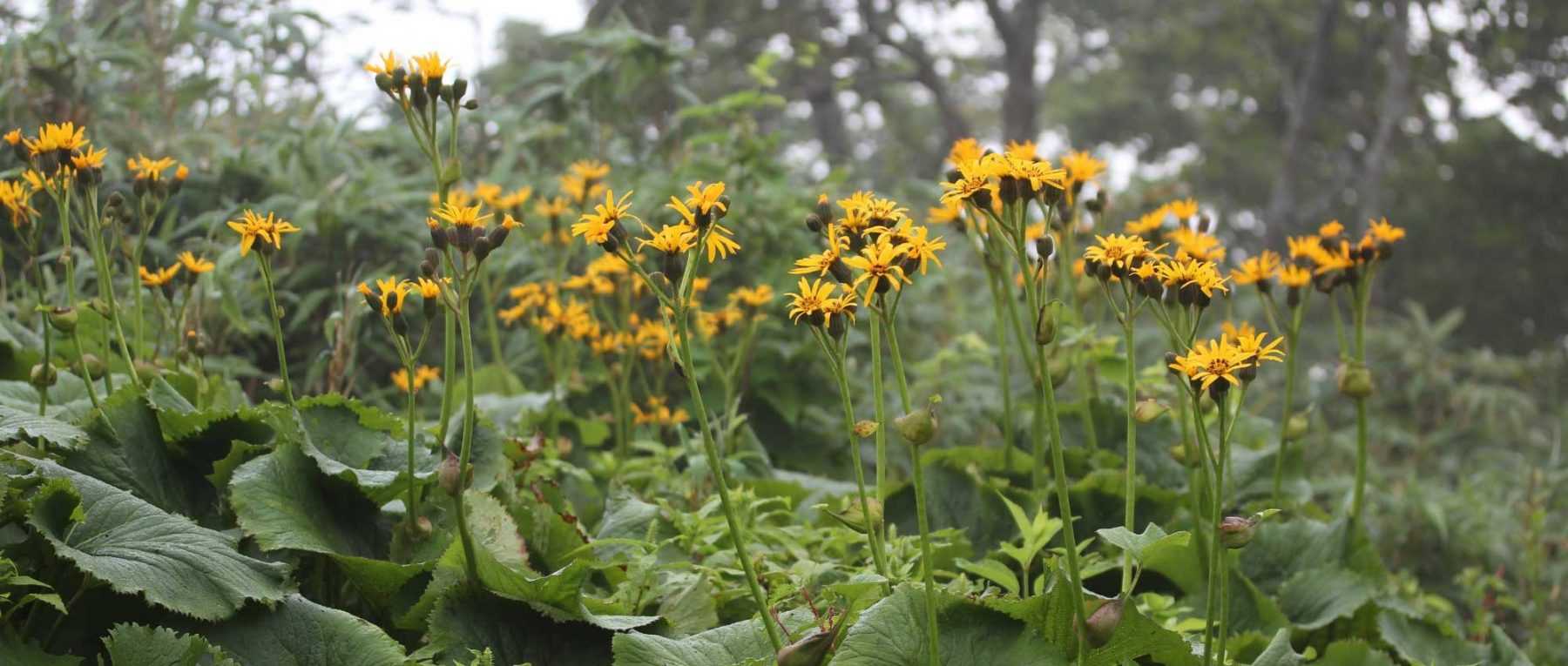 <em>Ligularia</em>, ligulaire: to plant, to grow and to care for