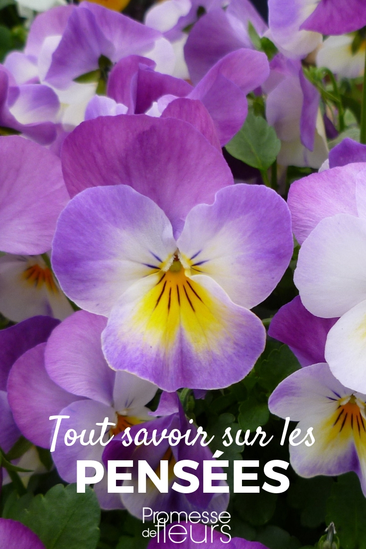Pansies - Sowing, Planting, and Maintenance