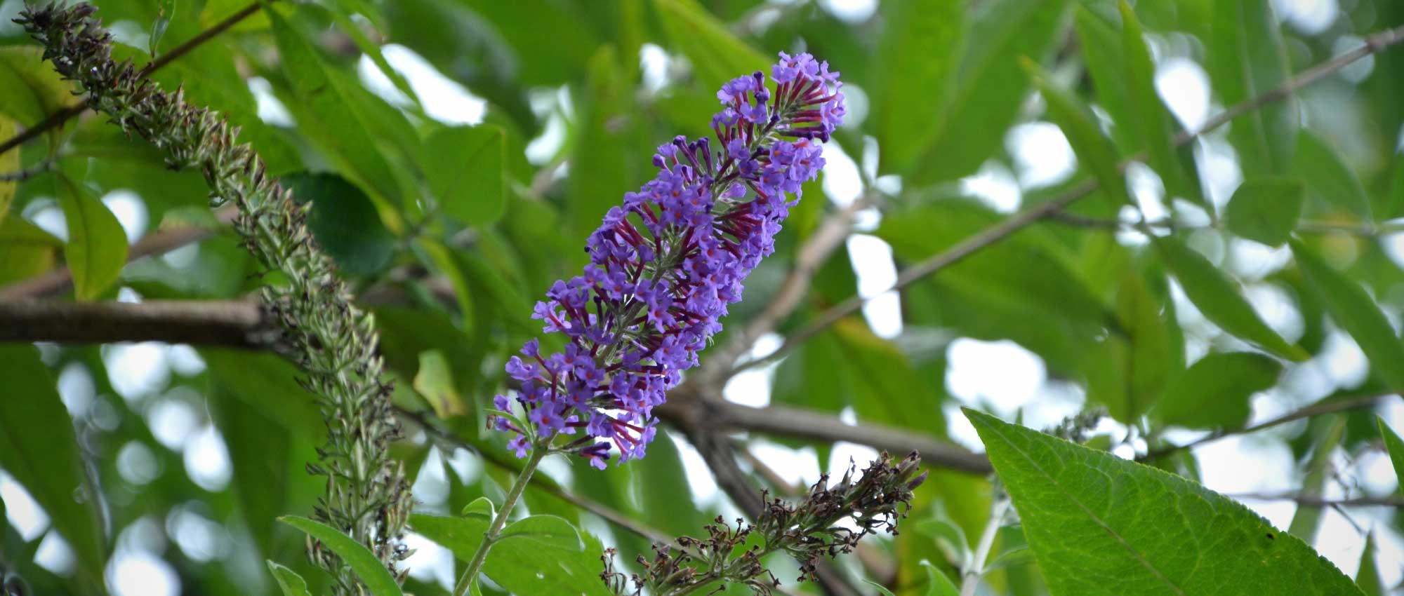 15 very easy plants to propagate