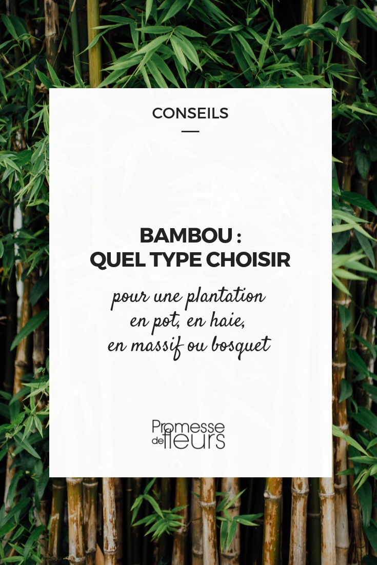 Bamboo - What to Choose Bamboo: Which Type to Choose?