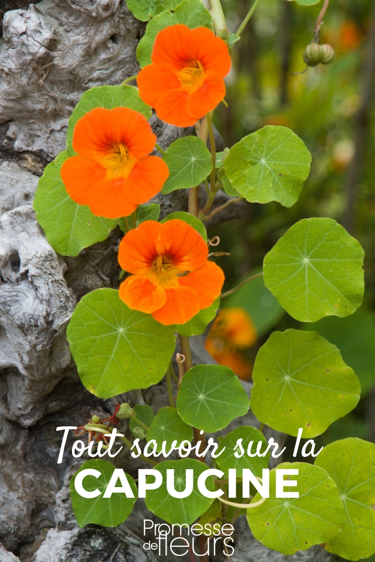Nasturtium: Sowing, Planting, Cultivating Nasturtium: Sowing, Planting, and Care