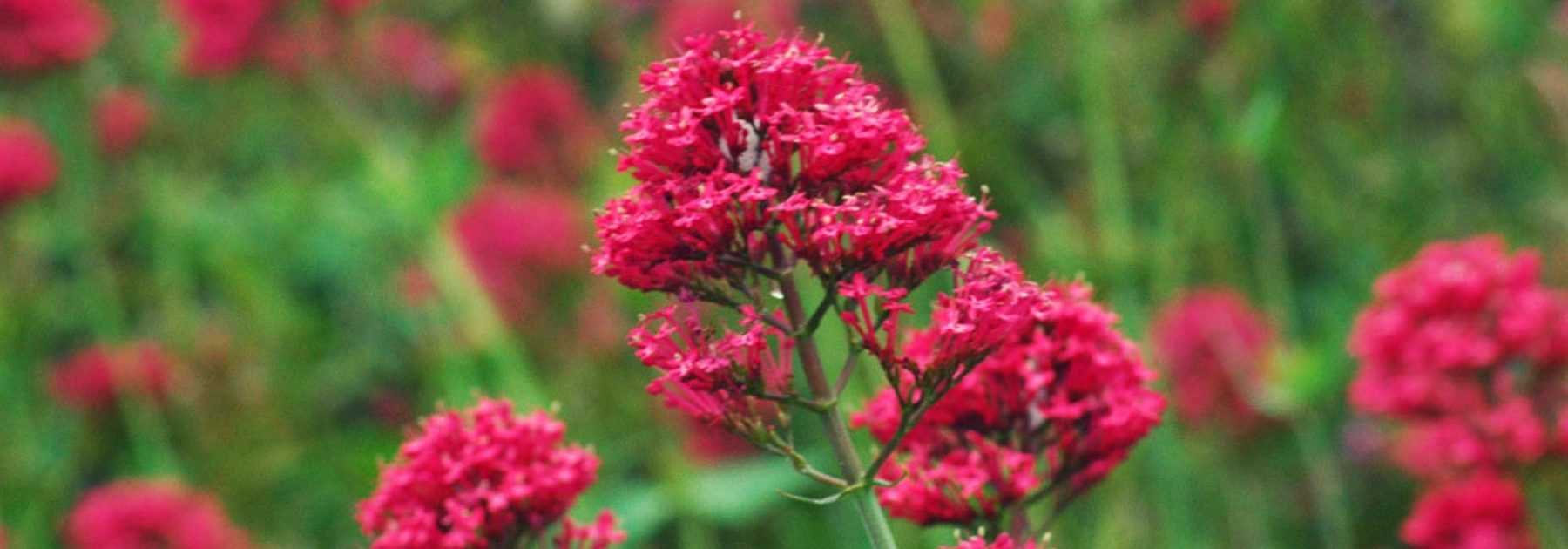 Spanish lilac, valerian: sowing, planting and maintenance