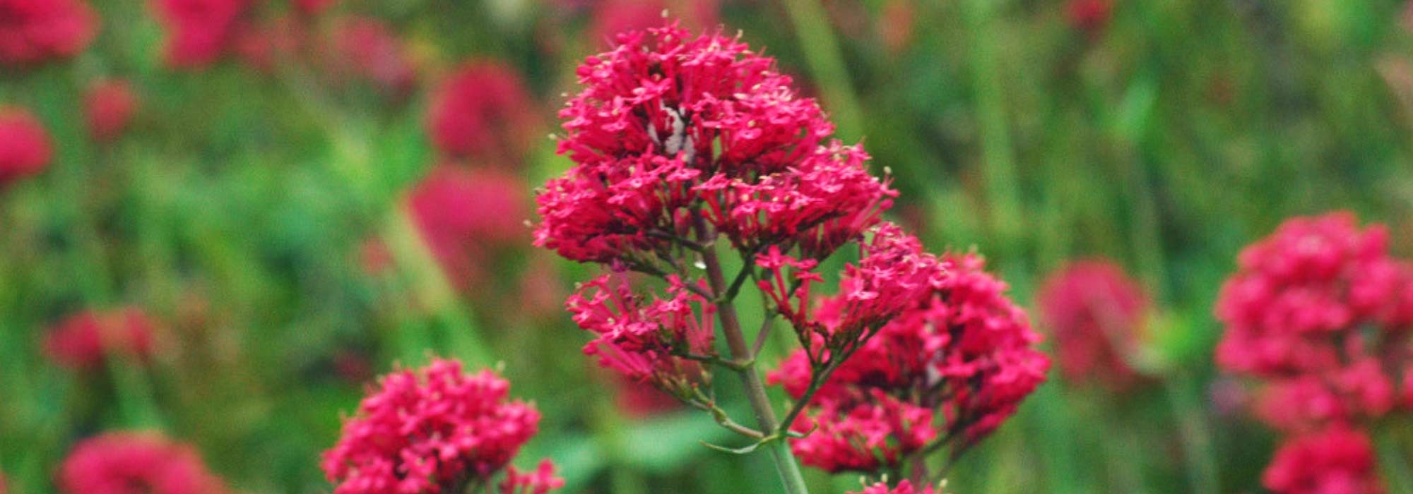 Spanish lilac, valeriana: sowing, planting and care