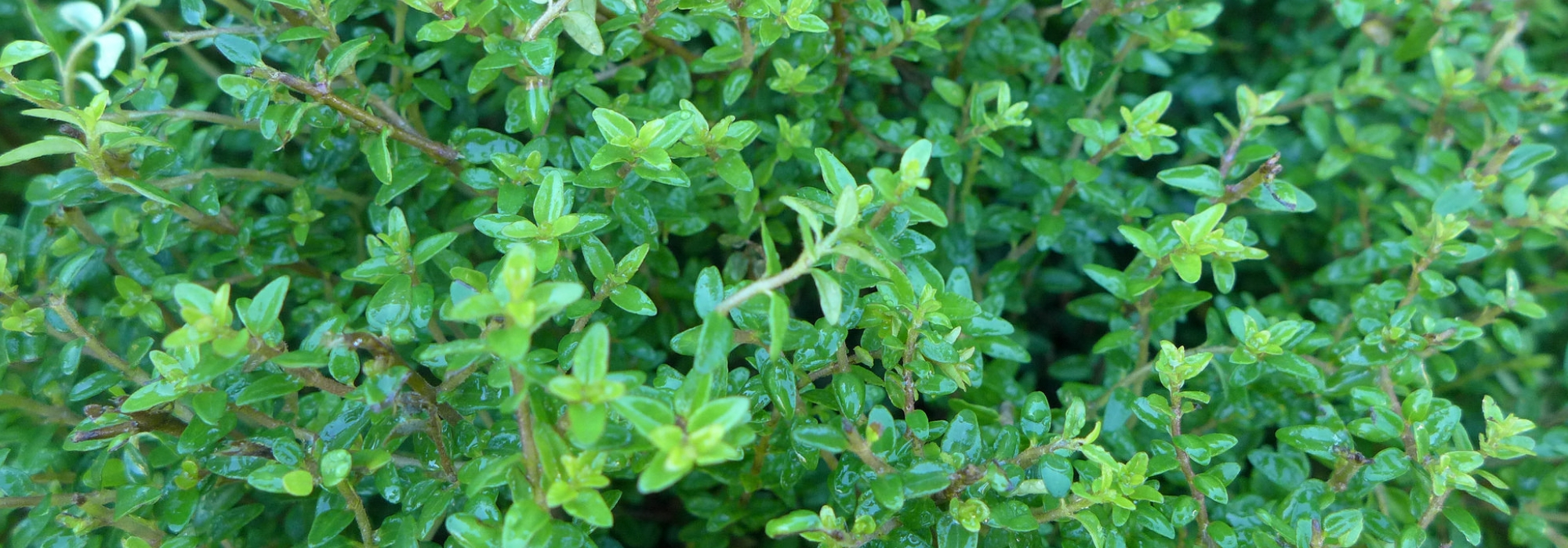 Lonicera caerulea kamtschatica Duet - Honeyberry