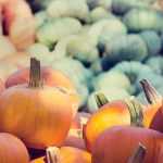 Squashes: to sow, to plant, to grow, to harvest