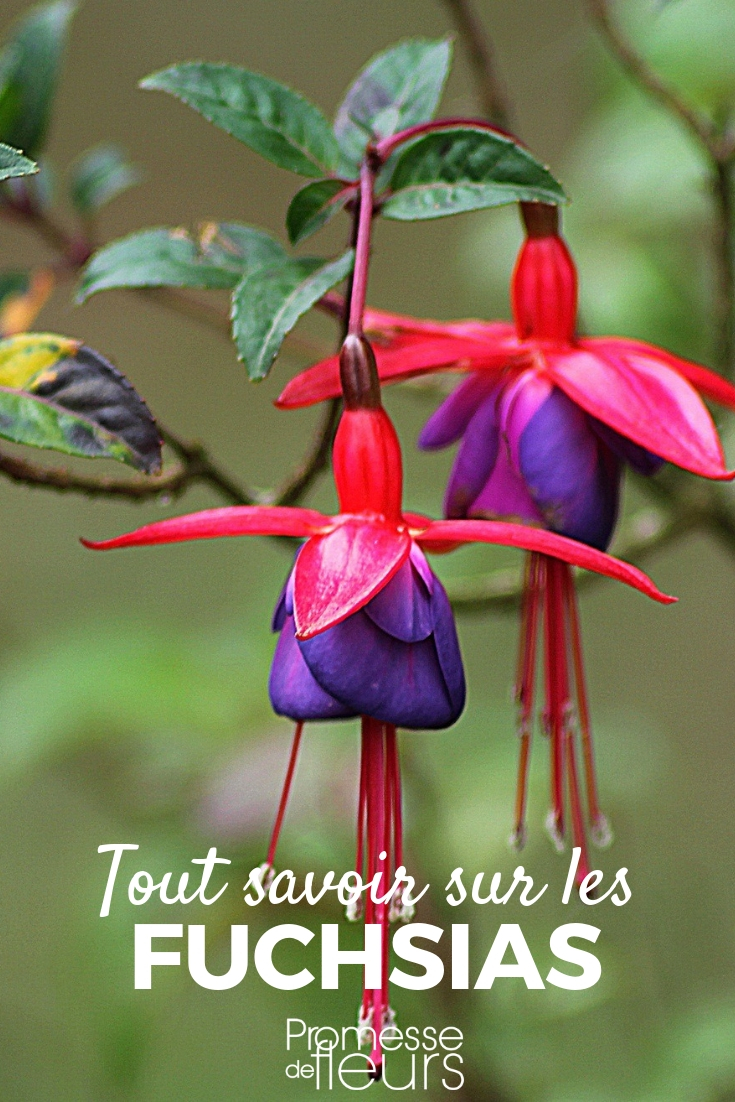 Fuchsia - Planting, Cultivating, and Maintaining Fuchsia - Cultivation Tips, Planting, and Maintenance