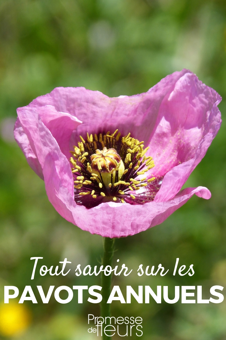 Annual Poppies: Sowing, Planting, and Cultivating Annual Poppies, Papaver: Sowing and Care - Our Tips
