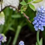 Planting bulbs in "lasagnes" – Illustrated tutorial
