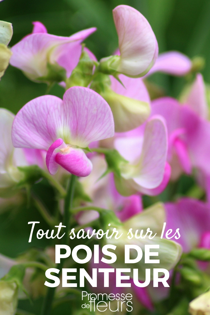 Sweet Pea: Sowing, Planting, Cultivation - Tips