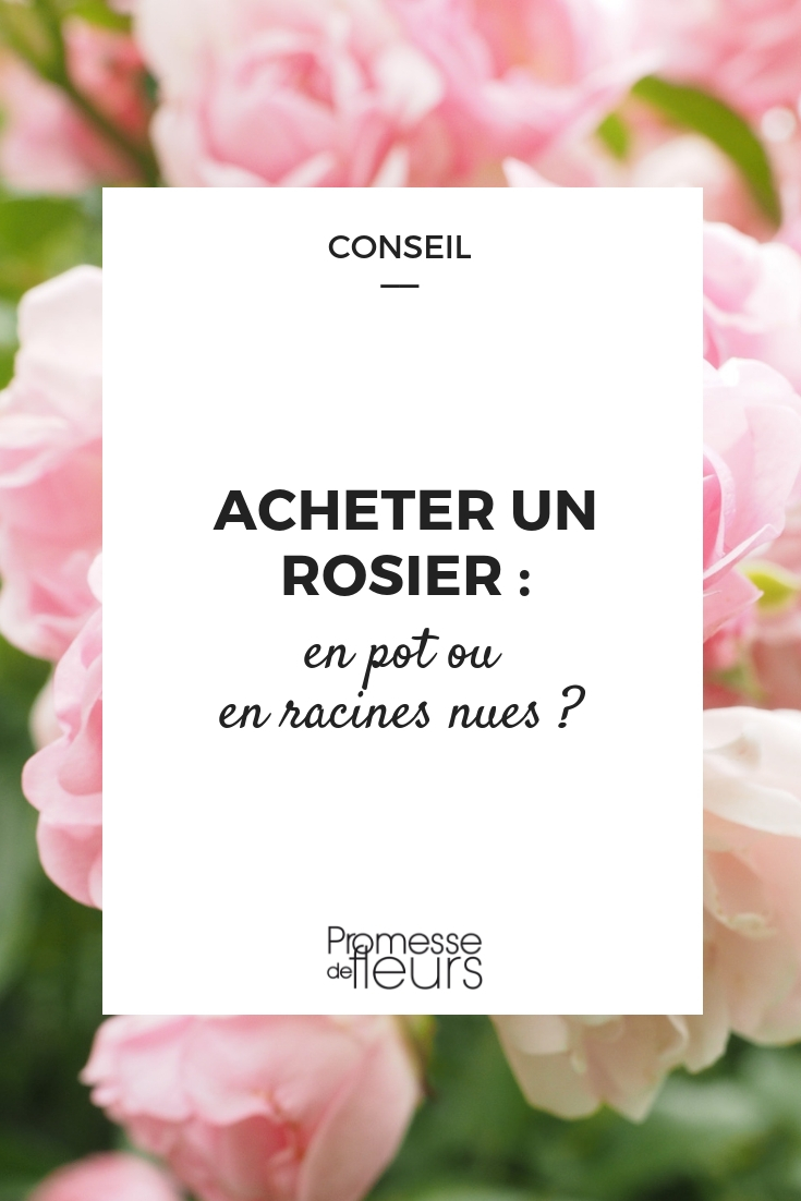 Rose Bush - Potted or Bare Roots Roses: Potted or Bare Roots: Which to Choose?