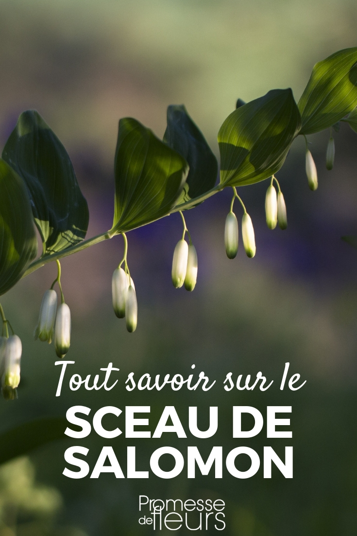 Solomon's Seal: Planting, Cultivating, and Maintaining Solomon's Seal, Polygonatum: Everything You Need to Know and Advice