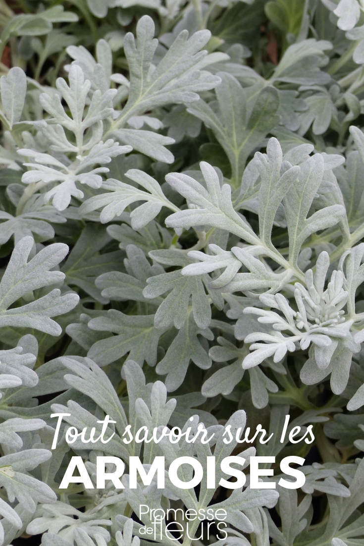 Mugwort - Planting, Cultivating, Maintaining Mugwort, Artemisia: Planting, Care