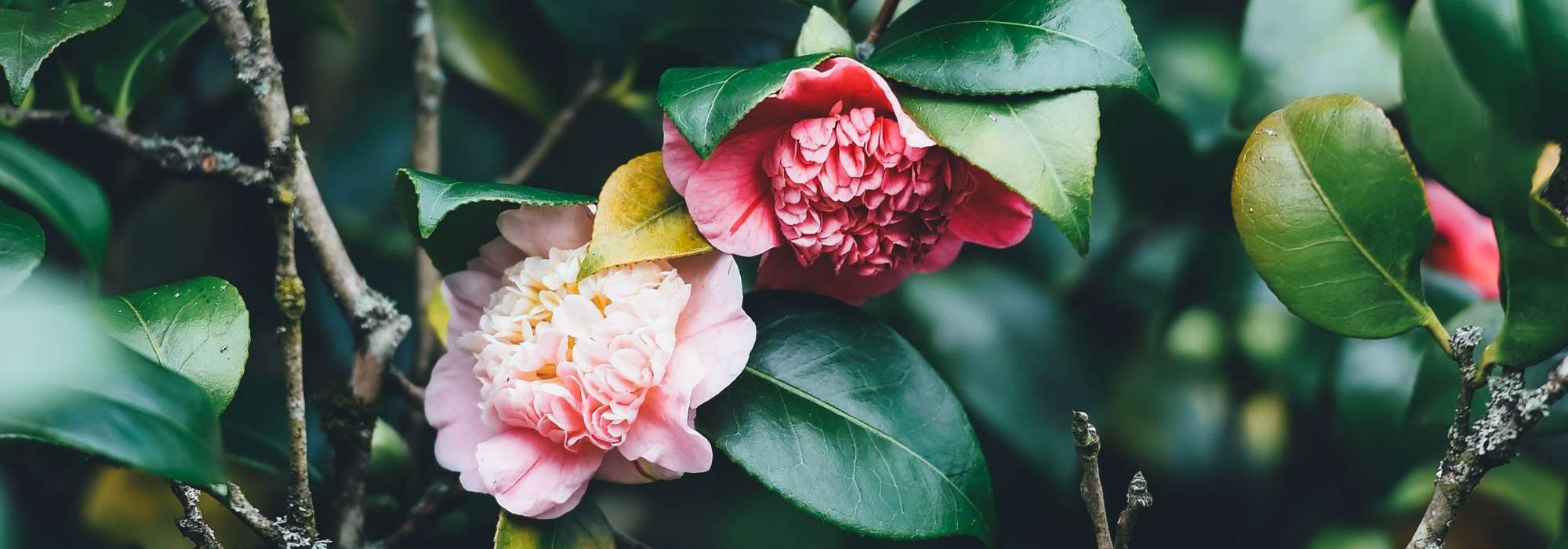 Camellia Dahlonega