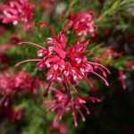 <em>Grevillea</em>: planting, pruning and care