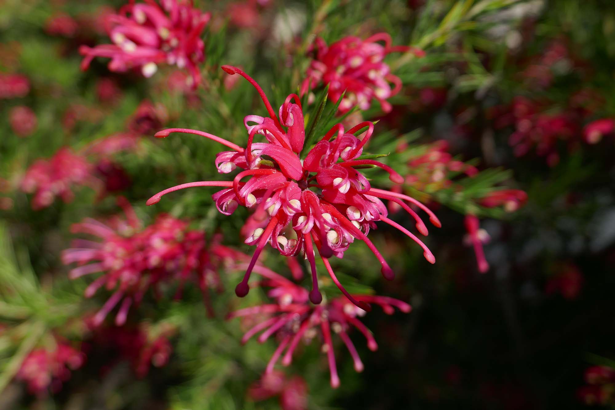 <em>Grevillea</em>: planting, pruning and caring for
