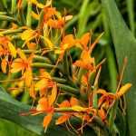 <em>Hedychium</em>: planting, growing and caring for