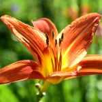 20 durable, very long-lived perennial plants