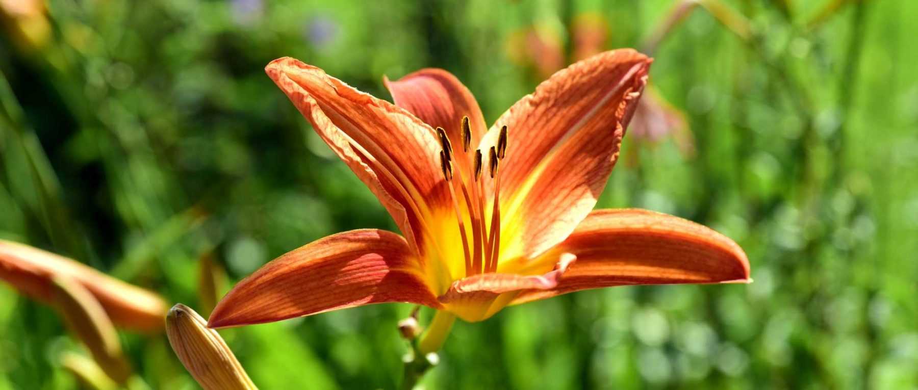 20 durable, very long-lived perennial plants