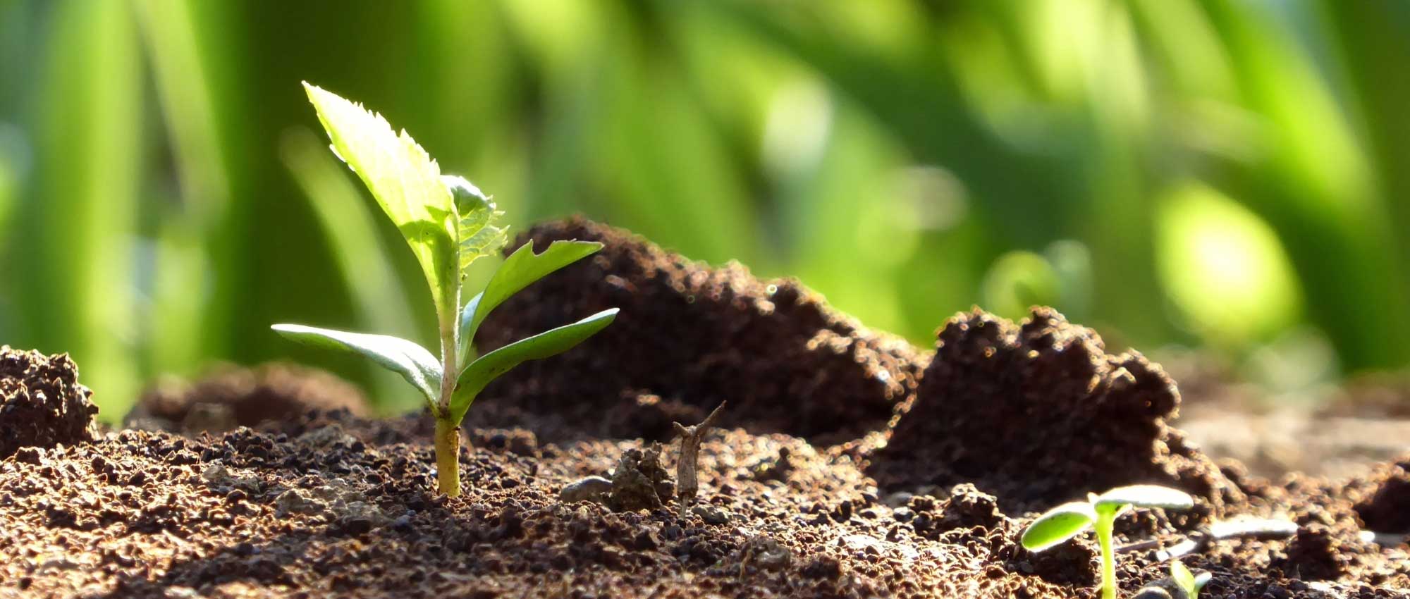 Succeeding in sowing perennial plants