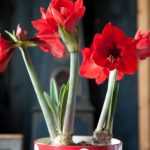 Is Amaryllis outdated? 4 settings that prove otherwise!
