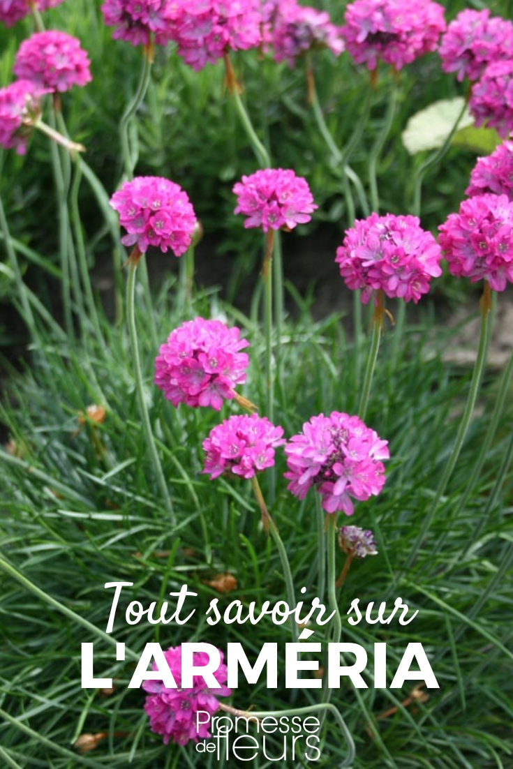 Armeria, Spanish Gorse: Planting, Cultivating, Maintaining