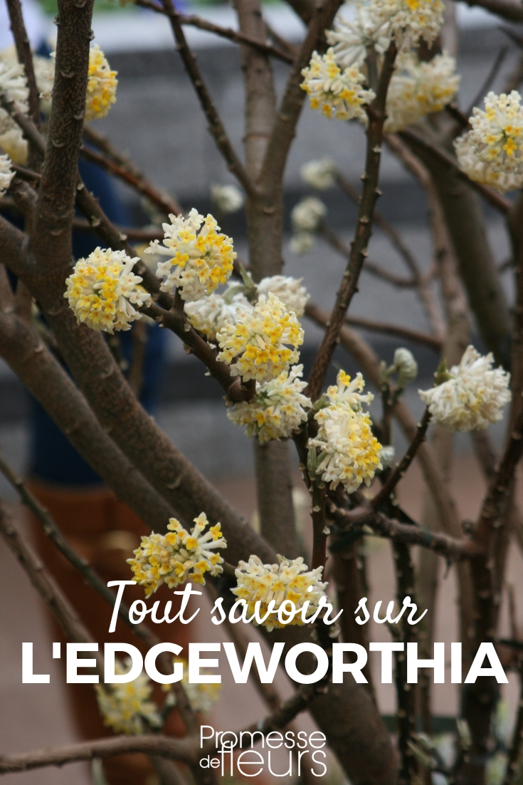 Edgeworthia - Planting, Pruning, and Maintenance edgeworthia - paper bush
