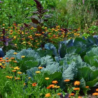 Starting your first vegetable garden - A guide for beginners