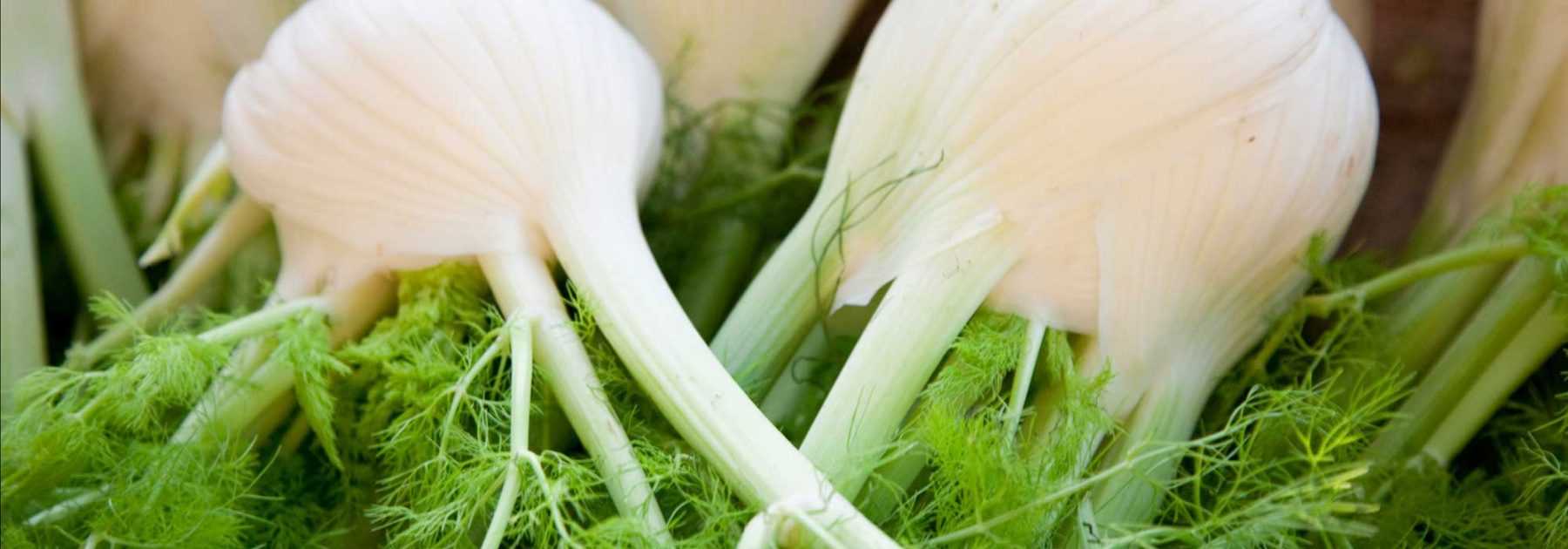 Fennel: sowing, cultivation, maintenance and harvest