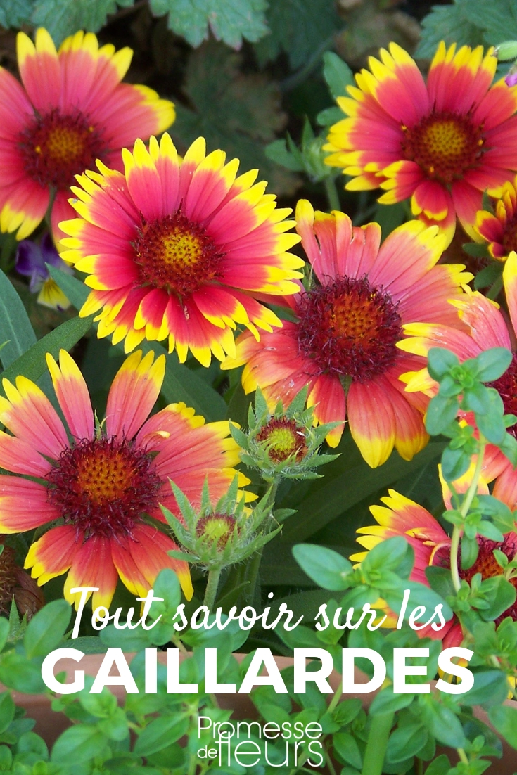 Gaillardia: Planting, Pruning, and Care Gaillardia: Sowing, Planting, Cultivating