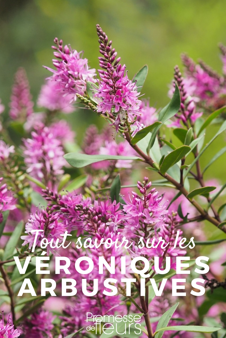 Hebe: Everything You Need to Know
Hebes, with their striking foliage and beautiful blooms, are a popular choice among gardeners in the UK and Ireland. These versatile shrubs can add a splash of colour to any garden throughout the year. Here’s everything you need to know about growing and caring for hebes.
### Choosing the Right Variety
Hebes come in a wide range of sizes and colours. When selecting a hebe for your garden, consider the following aspects:
- **Size and Growth Habit**: Hebes can vary from compact varieties, suitable for borders and containers, to larger specimens that make excellent focal points.
- **Leaf Colour and Texture**: Hebe leaves range from deep greens to variegated patterns, adding interest even when the plant is not in bloom.
- **Flower Colour**: Hebe flowers appear in shades of white, pink, purple, and blue, providing a delightful display from early summer to autumn.
### Planting Hebes
To ensure your hebe thrives, follow these planting tips:
- **Timing**: Spring or early autumn is the ideal time for planting hebes, allowing them to establish before the extremes of summer or winter.
- **Location**: Choose a spot with well-drained soil and full sun to partial shade. Hebes are adaptable but prefer a sheltered position.
- **Soil Preparation**: Incorporate plenty of organic matter into the planting hole and ensure good drainage to prevent root rot.
### Care and Maintenance
Hebes are relatively low-maintenance but benefit from the following care:
- **Watering**: Water regularly during dry spells, especially in the first year after planting to help establishment.
- **Feeding**: Apply a general-purpose fertilizer in spring to promote healthy growth and flowering.
- **Pruning**: Light pruning in spring can help maintain shape and encourage bushier growth. After flowering, trim back spent blooms to keep the plant tidy.
### Common Issues
While hebes are robust, they can encounter a few problems:
- **Pests**: Watch out for aphids and whiteflies, which can be controlled with insecticidal soap or neem oil.
- **Diseases**: Root rot can occur in poorly drained soils. Ensure good drainage and avoid overwatering to prevent this issue.
### Conclusion
Hebes are a fantastic addition to any garden, offering year-round interest with minimal care. By selecting the right variety and providing appropriate care, you can enjoy these charming shrubs for many years. Whether you’re a seasoned gardener or a beginner, hebes can make a wonderful addition to your outdoor space. heath speedwell