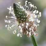 10 good reasons to let weeds grow