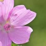 Mallow, <em>Malva</em>: sowing, planting, cultivation