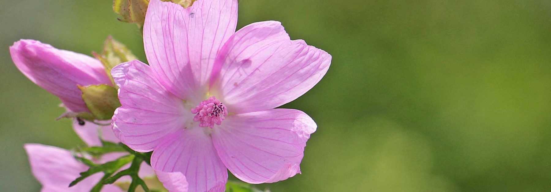 Mallow, <em>Malva</em>: sowing, planting, cultivation