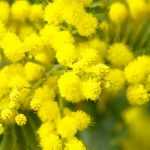 Mimosa: planting, pruning and care