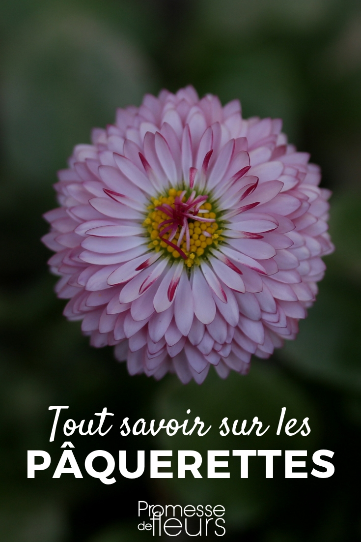 Daisy: Sowing, Planting, and Cultivation Daisy: Planting, Sowing, Cultivating - Tips