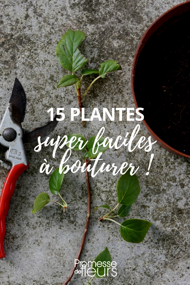 Easy-to-Cut Plants Propagation by Cuttings: The Easiest Plants to Multiply