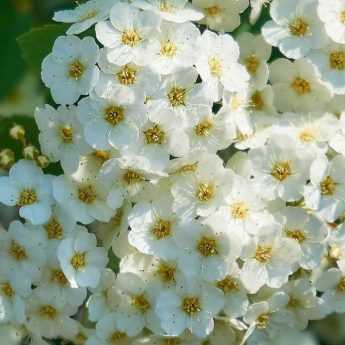 Pruning spring-flowering bushes