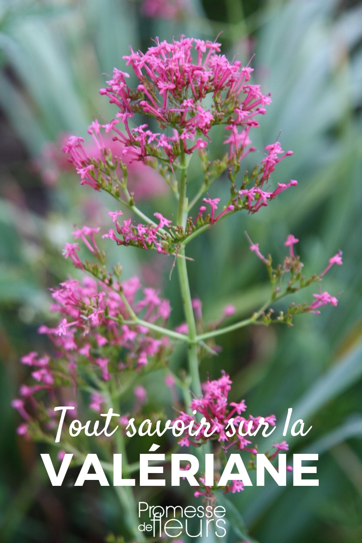 Valerian - Sowing, Planting, and Maintenance Valerian, Centranthus: Sowing, Planting, Cultivating