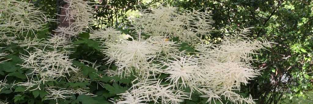 <em>Aruncus</em>, goat's beard: to plant, to grow and to care for